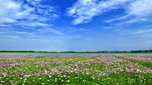 【专业中\/英文导游】南京到高淳一日游(贴心服