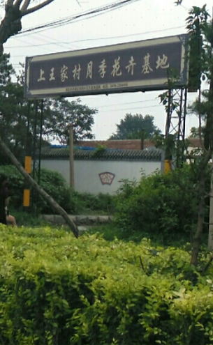 上王家村月季花卉基地