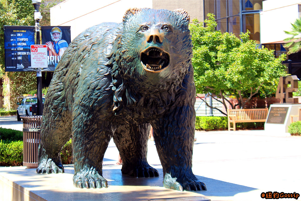 ucla的吉祥物是熊