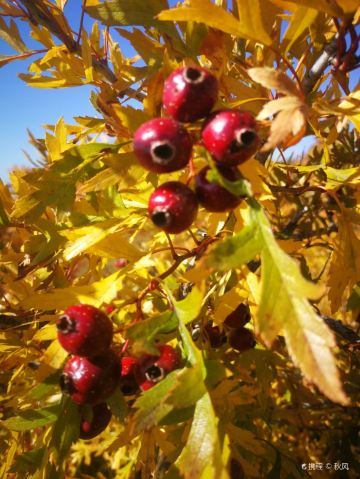 七星湖假鼠妇草湿地公园-凉亭
