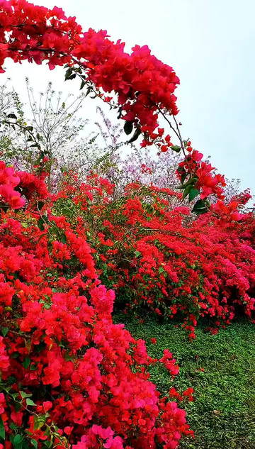 东湖杜鹃园太美了