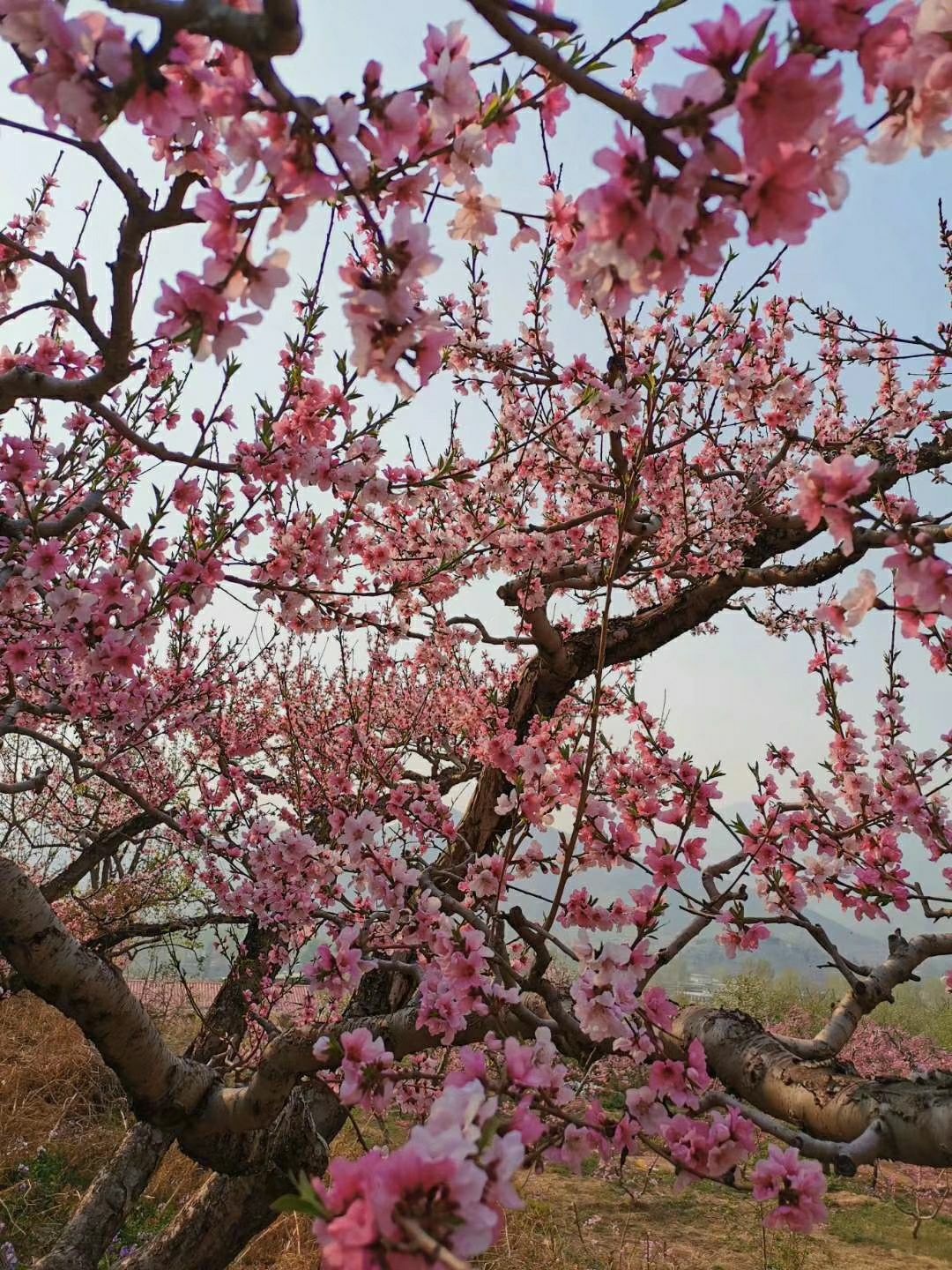 顺平桃花园