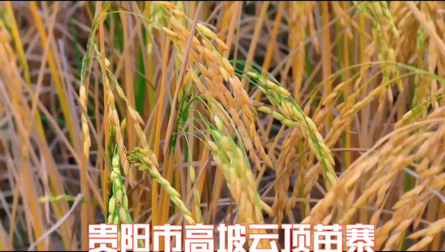 贵阳市高坡云顶苗寨