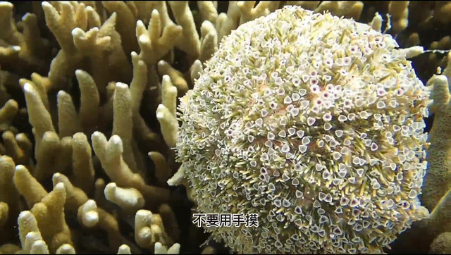 西沙群岛,喇叭毒棘海胆