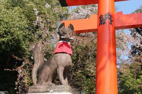 伏见稻荷大社神稻荷神的使者——狐狸
