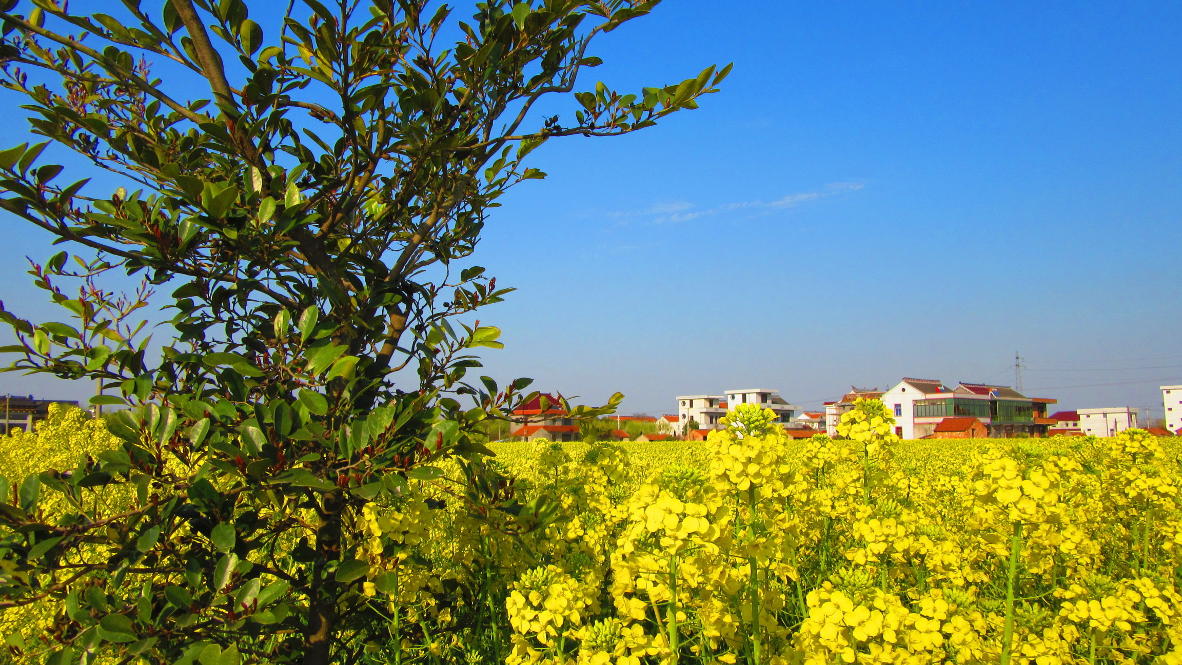 春游好时光,江海大平原遍地金黄