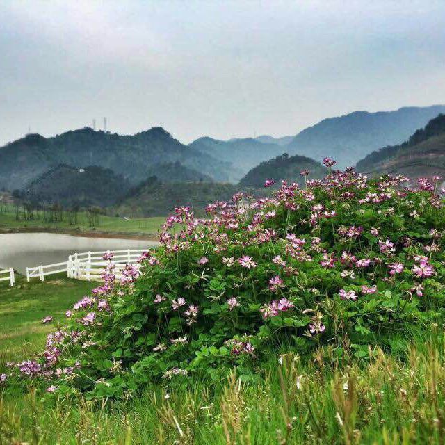 假期/請跟我來千島湖山頂花園