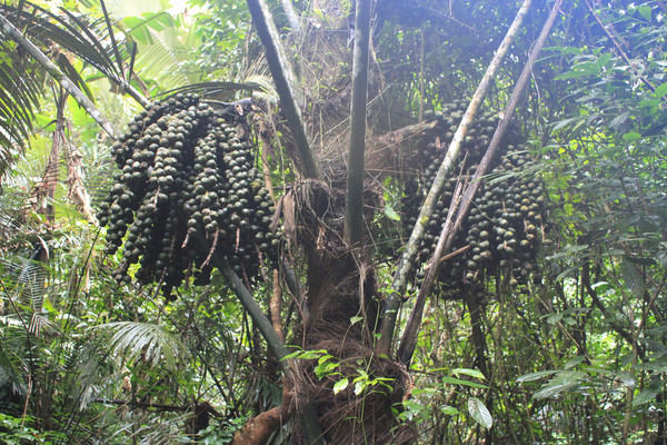 12.通灵峡植物王国-桄榔树