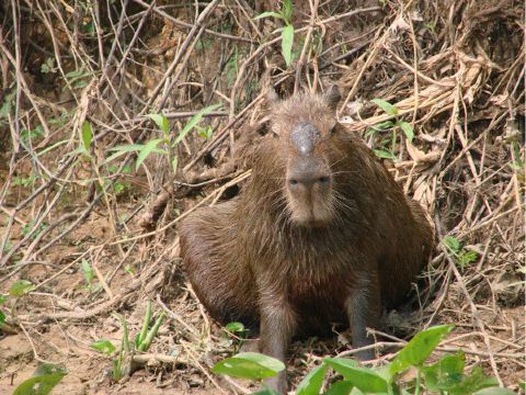 水豚无疑是潘塔纳尔最奇特的动物.