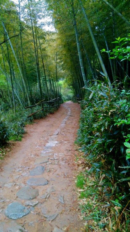 疏影横斜水清浅 芝林古道小资情 ----2015年清明自驾游记(下)