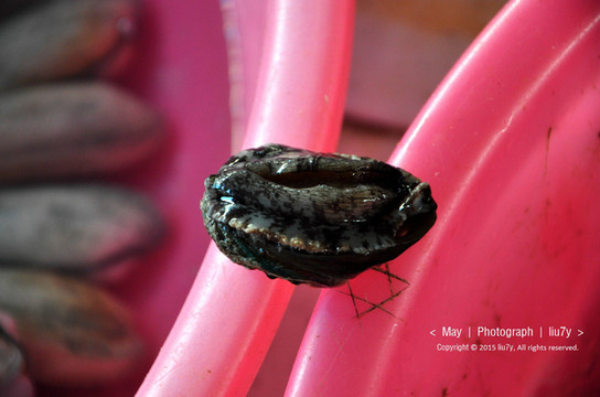 涠洲· 一如初见【涠洲岛 斜阳岛】