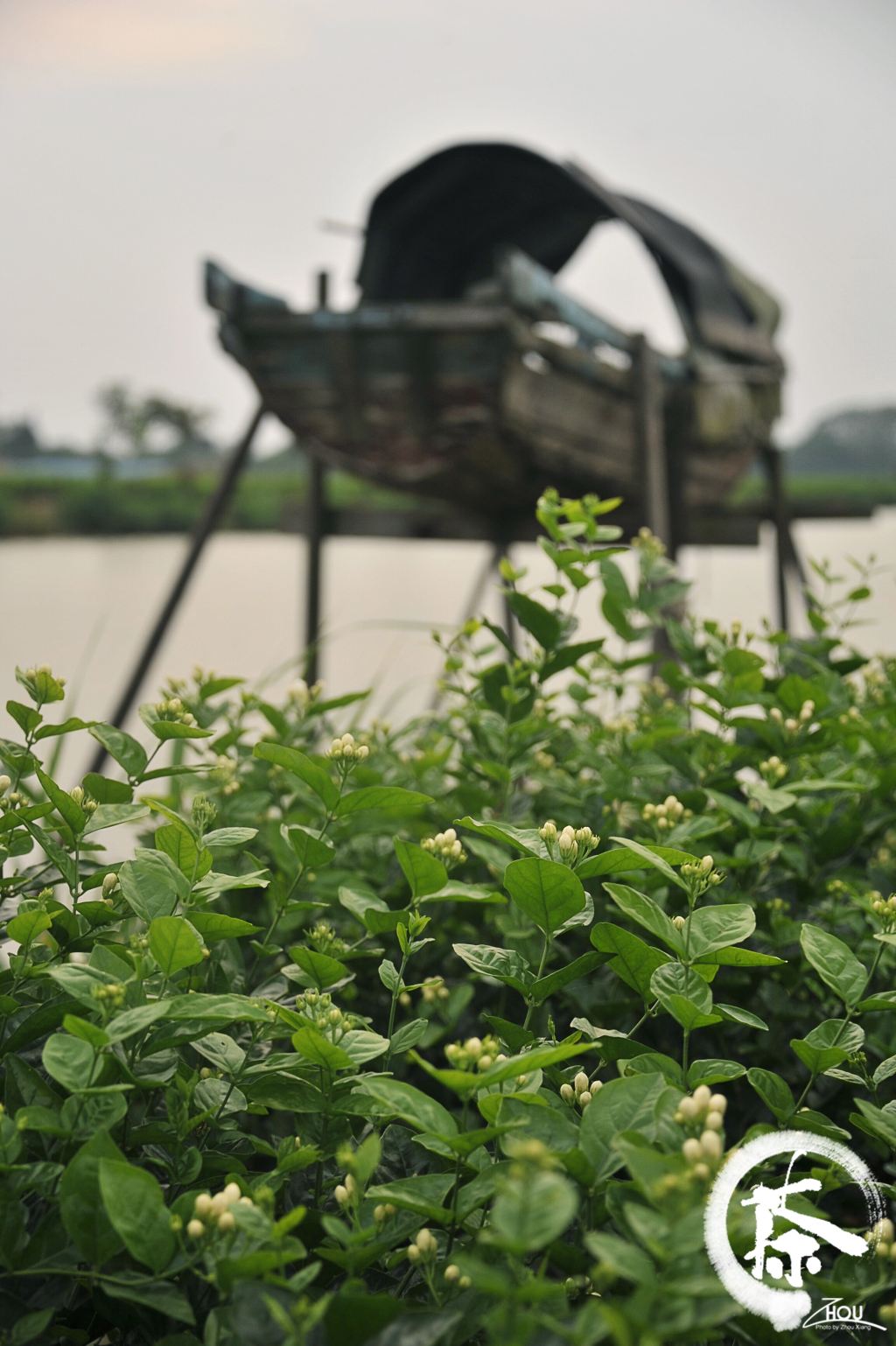 9 福州螺洲茉莉花田:游走在城乡之间