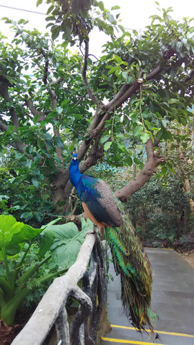 #国内最佳休闲度假景区东部华侨城#一日游游