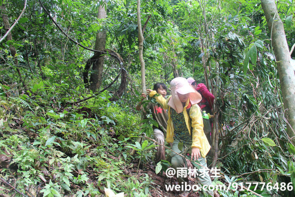 青少年夏令营穿越热带雨林探险(雨季7月份)
