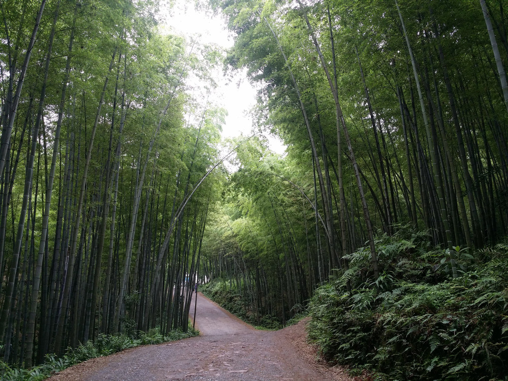 宜賓蜀南竹海一日遊