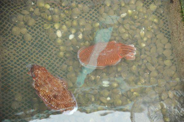 形成了很快被水填满的谷地仅有山岳的峰顶——下龙湾的岩岛——浮在