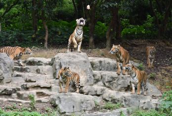 广州长隆野生动物世界+广州长隆国际大马戏一日游+番禺区内接【平时天天出行一人成团，无购物。入园后自由游玩,无需二次集合。】