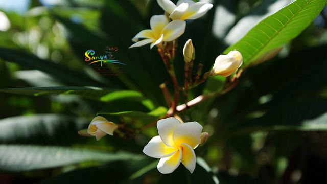一进门就被这鸡蛋花香味吸引