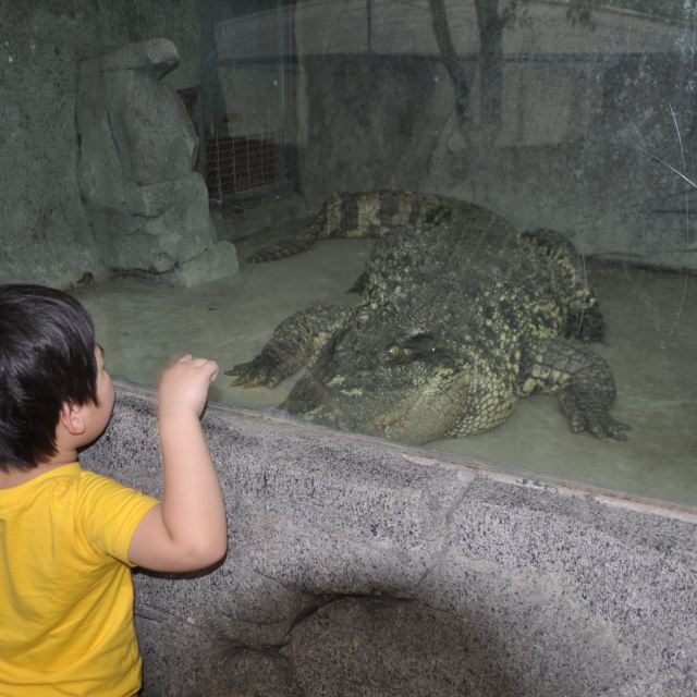 广州鳄鱼公园最大鳄鱼图片