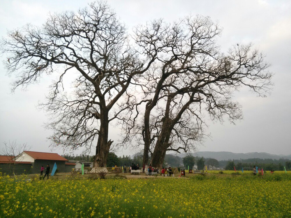 秀田古树,油菜花美景(新丰县马头镇)