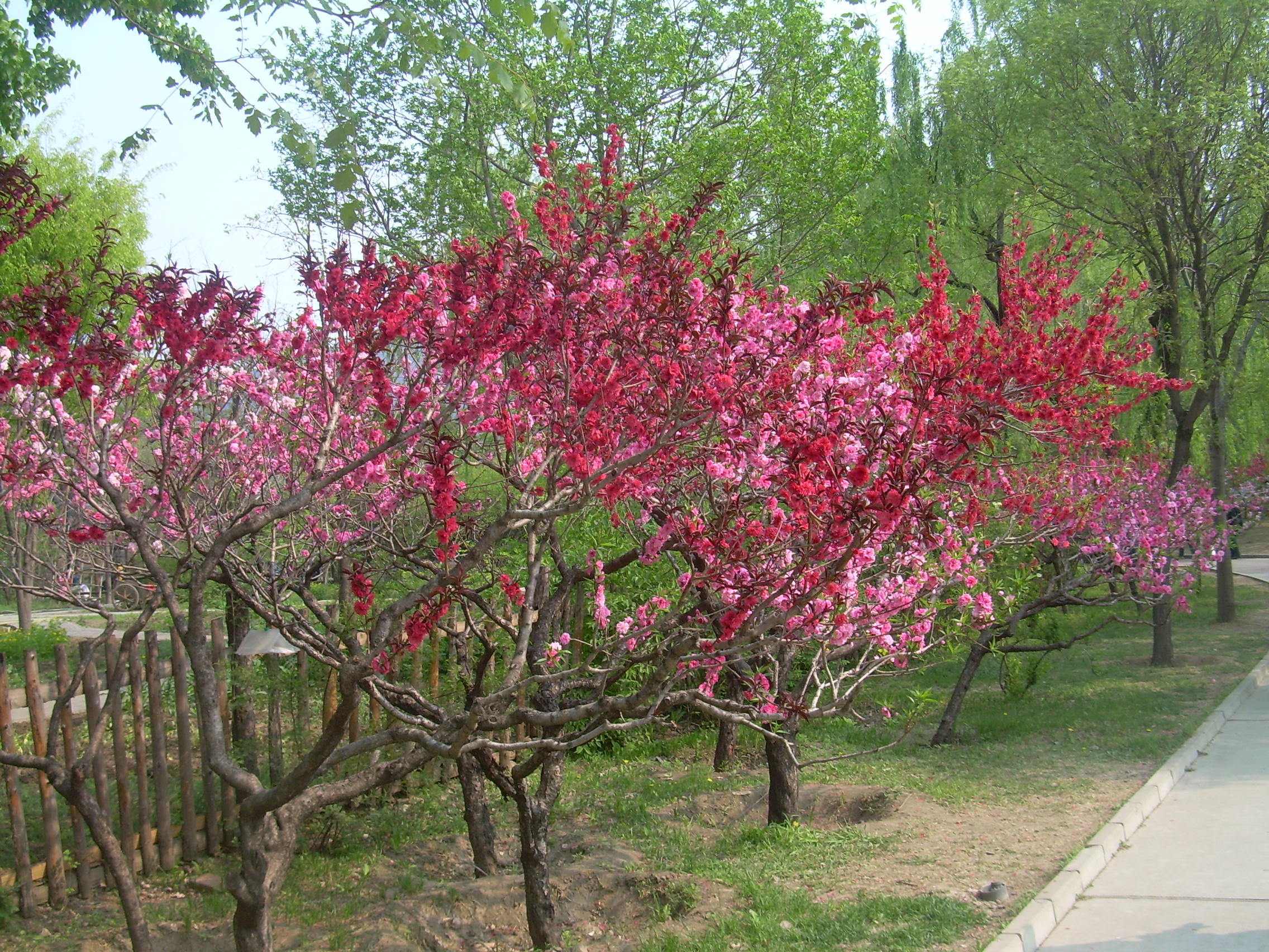 植物園碧桃花開 - 北京遊記攻略【攜程攻略】