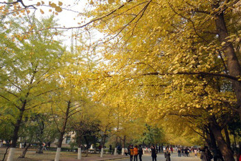 Cghzf1VLJm-ALc1AAAHoHg6soKw528_C_350_234_Q90.jpg