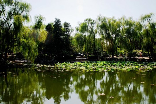 漫步清华园,水木荷塘,旧校新颜