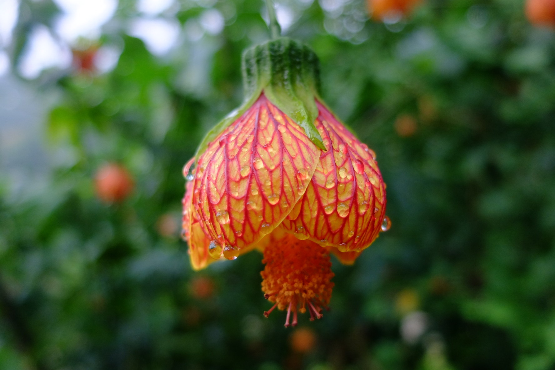 灯笼花有几种(木本灯笼花有几种)