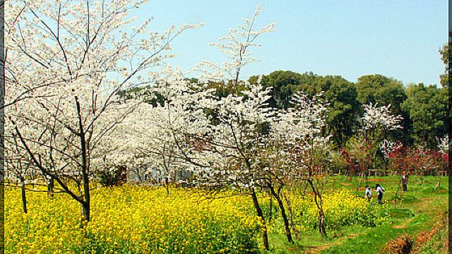 磨山友谊林门票,武汉磨山友谊林攻略/地址/图片/门票价格【携程攻略】