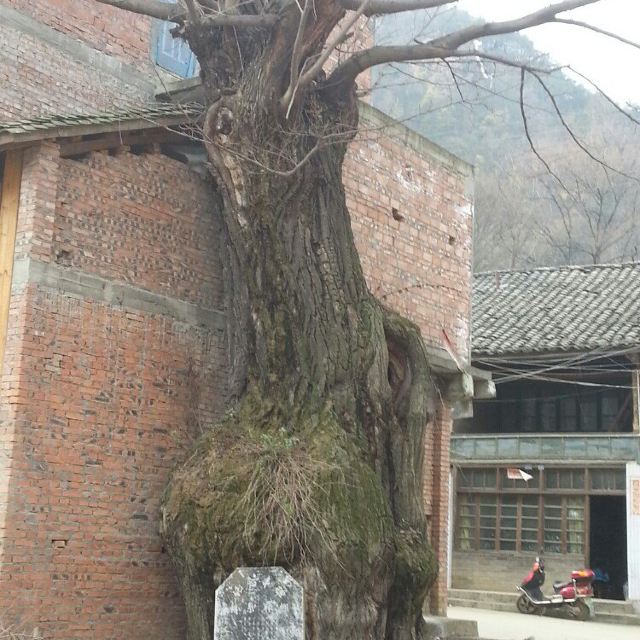 山麻柳树,柳树的柳,柳树(第2页)_大山谷图库