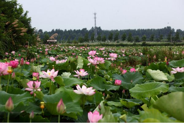 江夏法泗鎮鑫農湖荷花基地—— 萬餘畝現代荷花觀光園