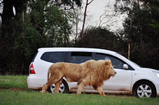 车来车往,狮子无视你的存在.