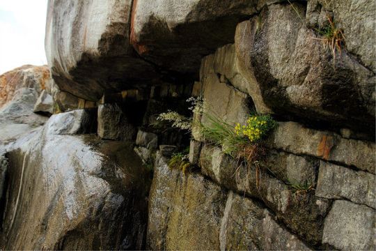山中石缝中的花.