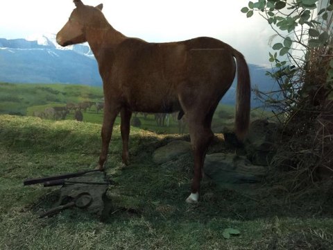 济州特有的矮脚马,产地蒙古 济州民俗自然史博物馆