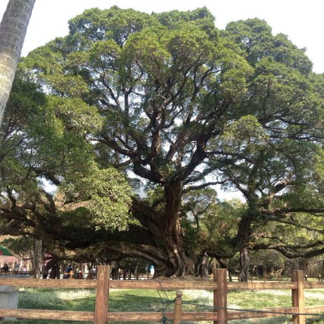 福州古榕,福州古榕树,福州榕树文化_大山谷图库