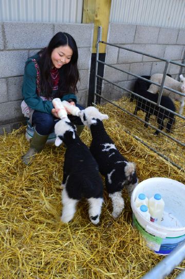 在威尔士农田喂羊