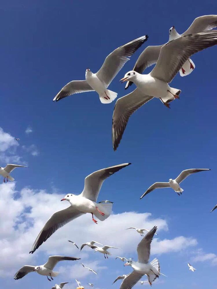 展翅翱翔 自由自在
