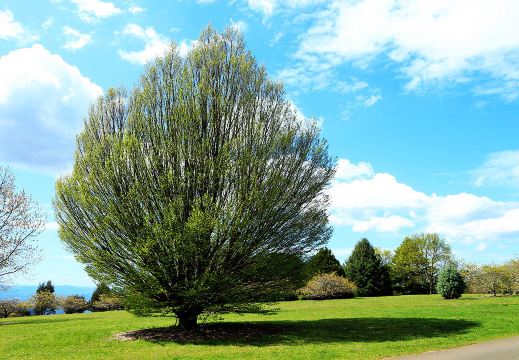 这株绿色的团扇树,对称得有如修剪过.