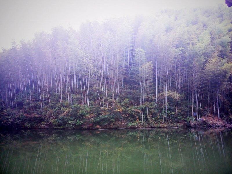 曝光过度的失真照片,你知道实际上有多美吗 木坑竹海