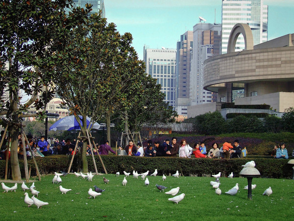 广场,鸽子与风筝