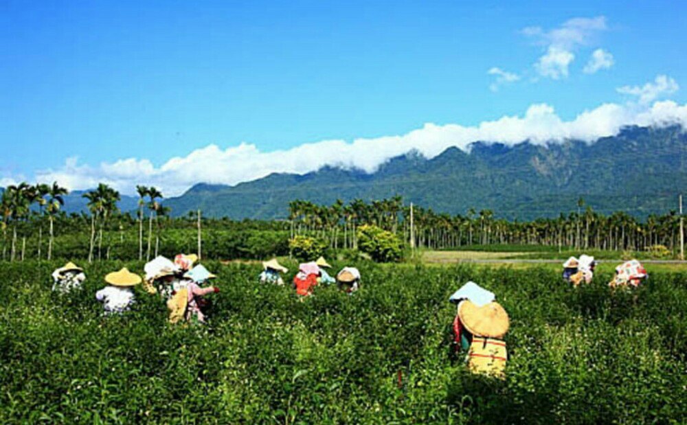 舞鹤观光茶园