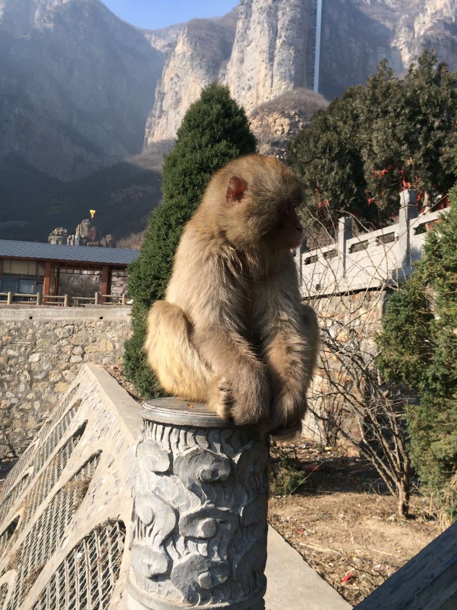 太行山猕猴国家级自然保护区