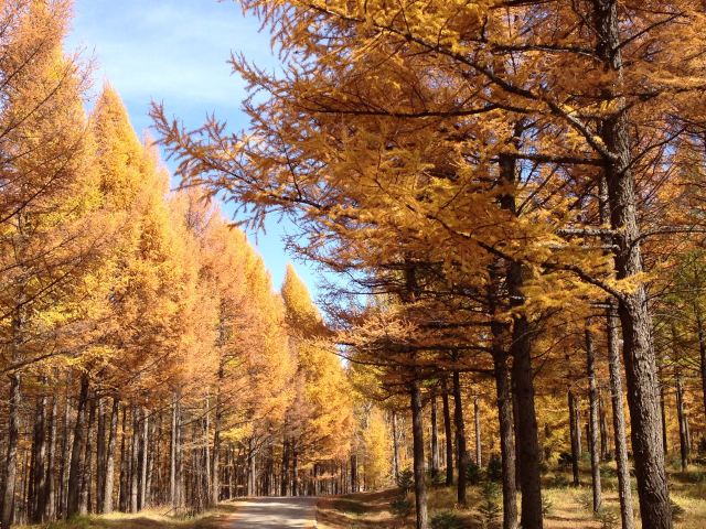 十一去承德塞罕坝和内蒙古乌兰布统,木兰围场--五彩缤纷!(2015-10-6.