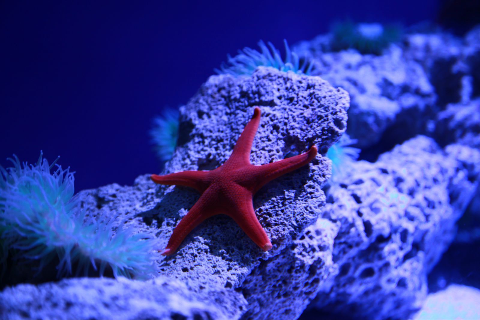 小紅海星,你真會選地兒 香港海洋公園