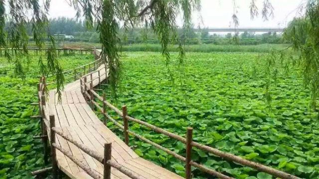 野草河湿地风景区图片