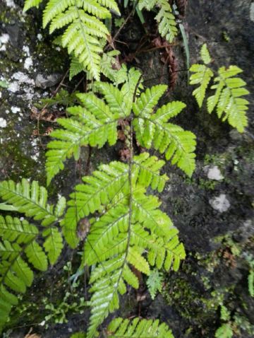 崖壁上的蜘蛛,仔细看他的长腿.狠命翘脚拍的,焦点不太好.