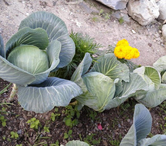 高脚包菜