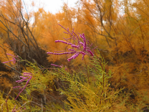 红柳是种非常漂亮的植物.同一株红柳会有不同的色彩,非常鲜艳.