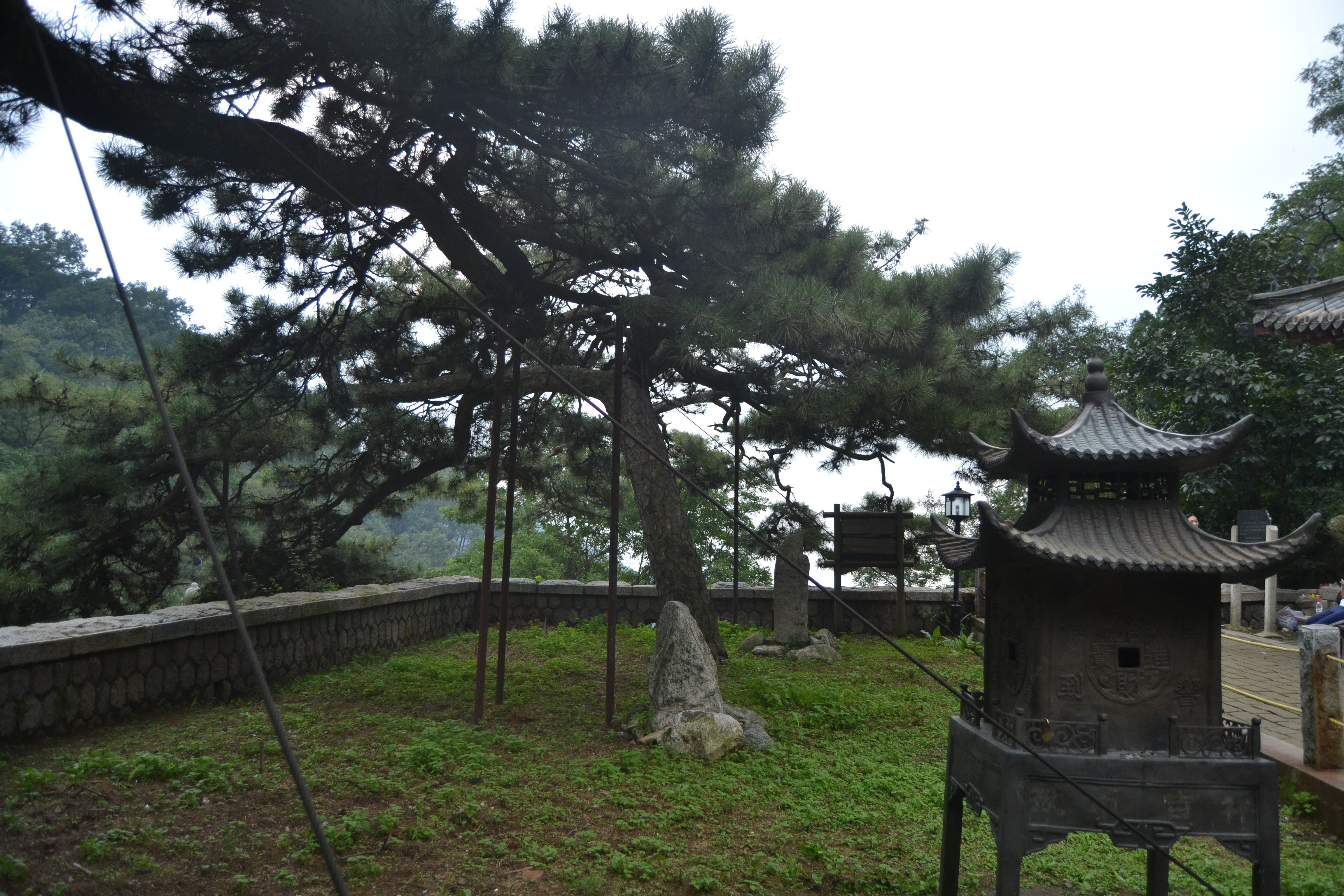 號稱是秦始皇躲雨的地方. 五大夫松