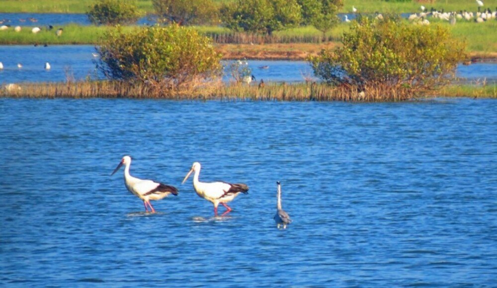 鳌鼓湿地